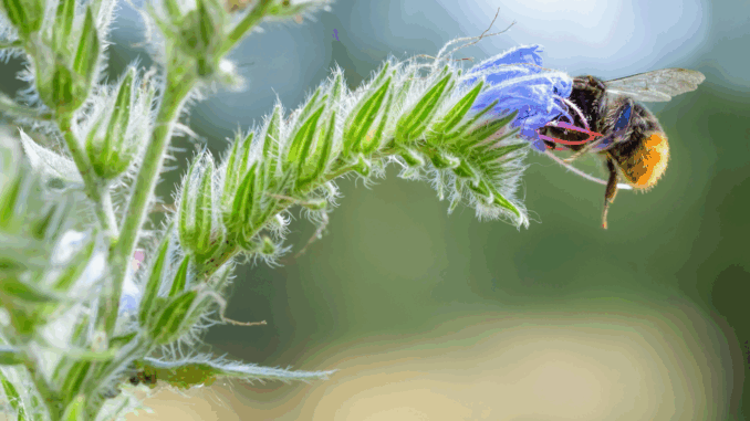 Wildbiene (über Alain de Maximy)