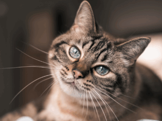 Zu wenig Liebe, zu viele Zweifel: Mann bekommt Katzen nicht zurück Zu wenig Liebe, zu viele Zweifel: Mann bekommt Katzen nicht zurück