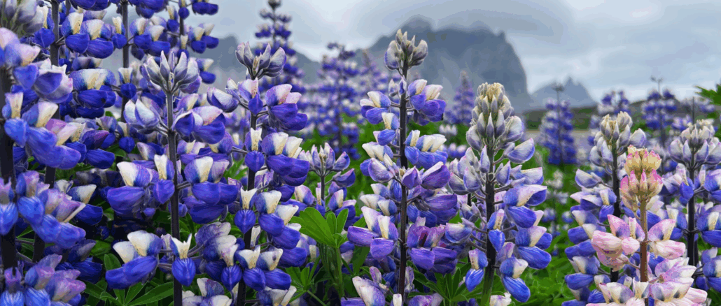 Hülsenfrüchte: Warum Ackerbohne & Co. ein unterschätzter Ernährungsschatz sind