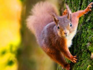 Nürnberg installiert erste Eichhörnchenbrücke über der Eichendorffstraße