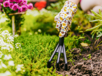 Gartenmythen entlarvt: Was im Beet wirklich hilft – und was nicht