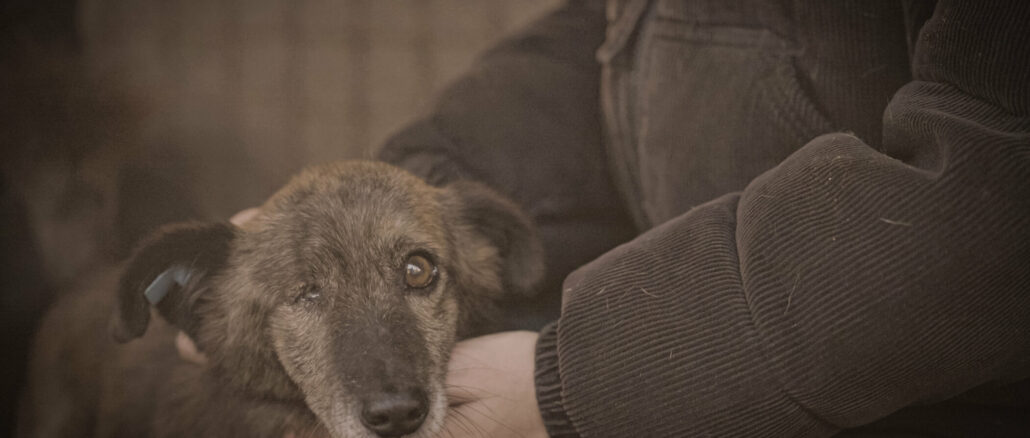 Hunde-Mafia in Rumänien: Doku auf ProSieben zeigt, wie Creator und Tierschützer ein System stoppen