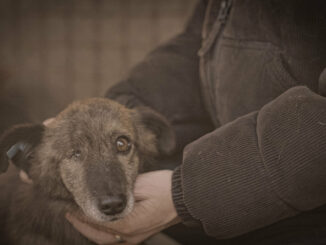 Hunde-Mafia in Rumänien: Doku auf ProSieben zeigt, wie Creator und Tierschützer ein System stoppen