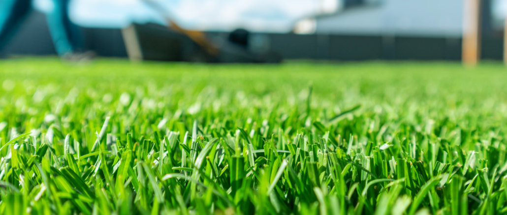 Fünf Tipps für den Frühlingsrasen: Wann gedüngt, gemäht und nachgesät werden sollte