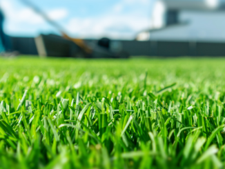 Fünf Tipps für den Frühlingsrasen: Wann gedüngt, gemäht und nachgesät werden sollte