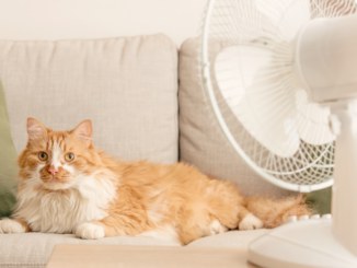 Sommerhitze im Haushalt: Wie Wohnung und Küche jetzt kühl und hygienisch bleiben