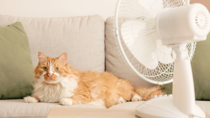 Sommerhitze im Haushalt: Wie Wohnung und Küche jetzt kühl und hygienisch bleiben
